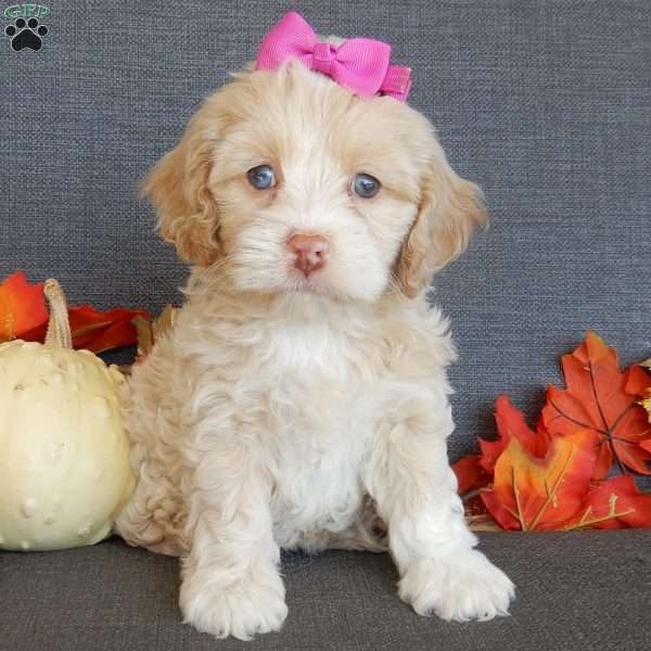 River, Cockapoo Puppy