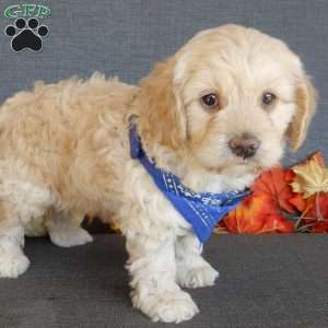 Lenny, Cockapoo Puppy