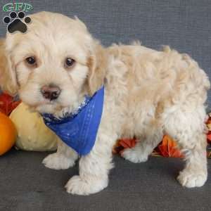 Lenny, Cockapoo Puppy