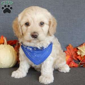 Lenny, Cockapoo Puppy