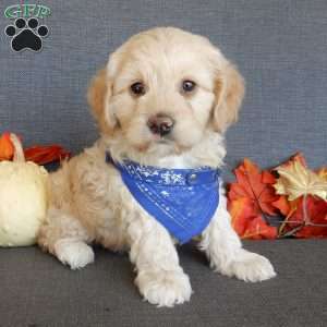 Lenny, Cockapoo Puppy