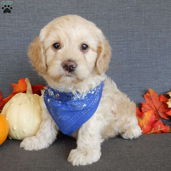 Lenny, Cockapoo Puppy