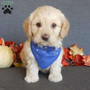 Lenny, Cockapoo Puppy