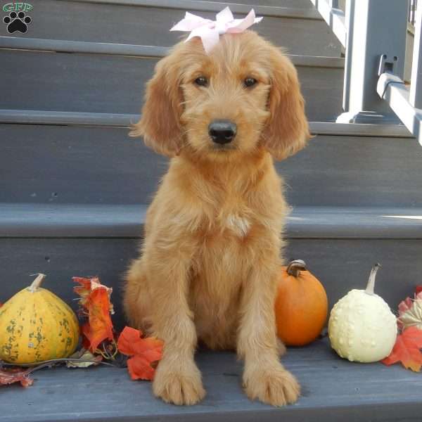 Sunny (medium), Goldendoodle Puppy