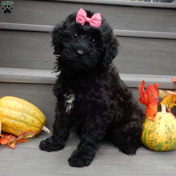 Raven, Mini Goldendoodle Puppy