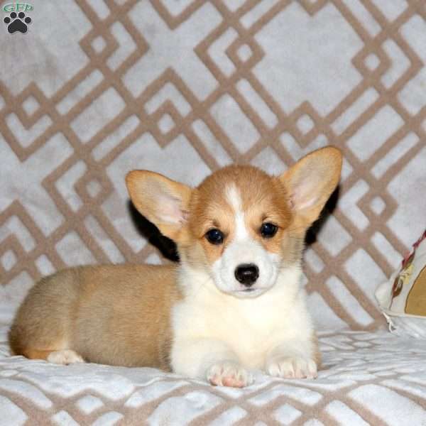 Rachel, Pembroke Welsh Corgi Puppy