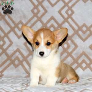 Rachel, Pembroke Welsh Corgi Puppy