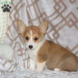 Rachel, Pembroke Welsh Corgi Puppy