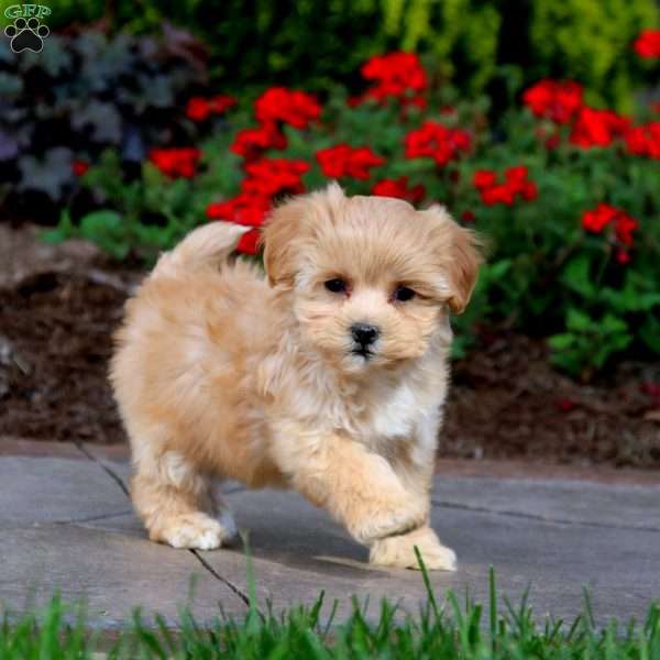 Rachel, Maltipoo Puppy