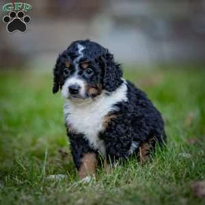 Rainier, Mini Bernedoodle Puppy