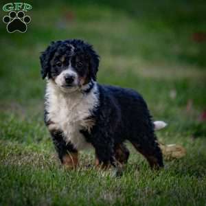 Rainier, Mini Bernedoodle Puppy