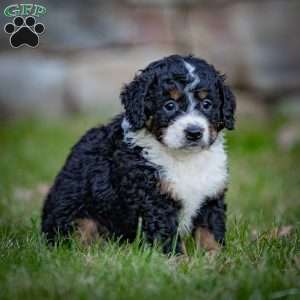 Rainier, Mini Bernedoodle Puppy