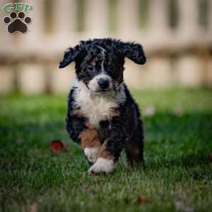 Rainier, Mini Bernedoodle Puppy