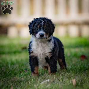 Rainier, Mini Bernedoodle Puppy