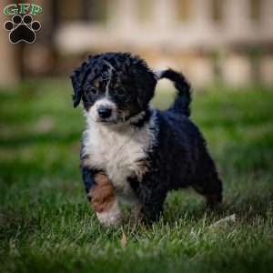 Rainier, Mini Bernedoodle Puppy