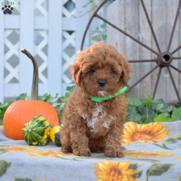 Raisin, Cavapoo Puppy