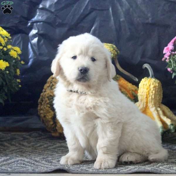 Rambo, English Cream Golden Retriever Puppy