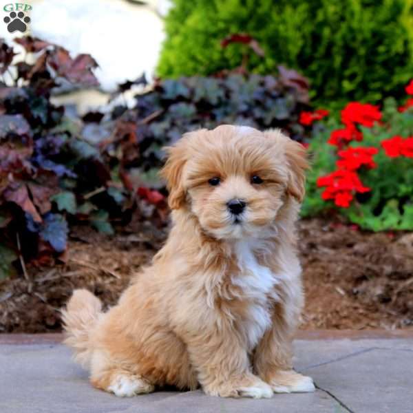 Randy, Maltipoo Puppy