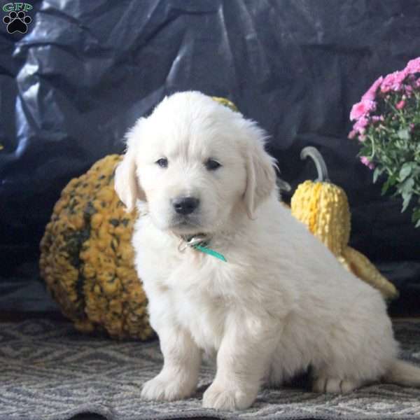 Rascal, English Cream Golden Retriever Puppy