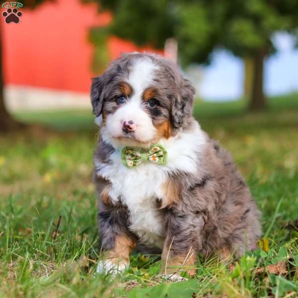 Raven, Mini Bernedoodle Puppy