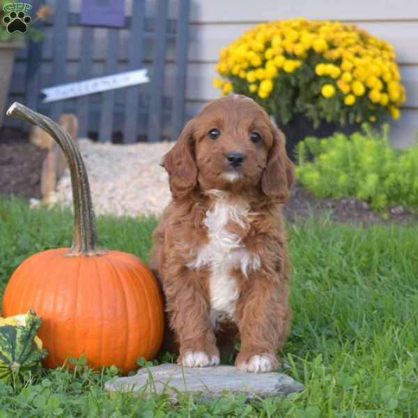 Raymond, Cavapoo Puppy