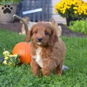 Raymond, Cavapoo Puppy