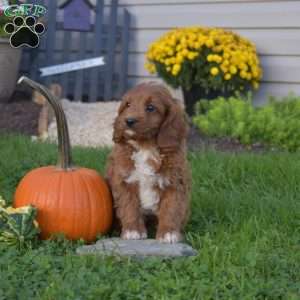 Raymond, Cavapoo Puppy