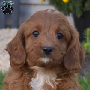 Raymond, Cavapoo Puppy