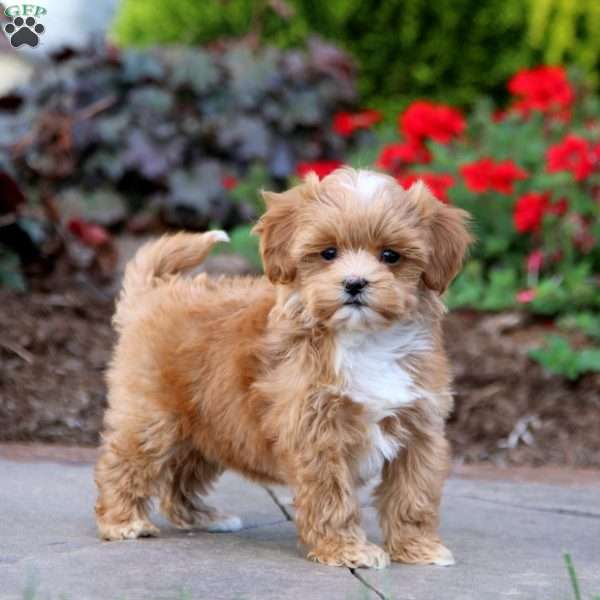 Rayna, Maltipoo Puppy