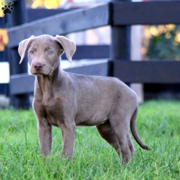 Rayna, Silver Labrador Retriever Puppy