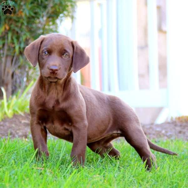 Rayna, Chocolate Labrador Retriever Puppy