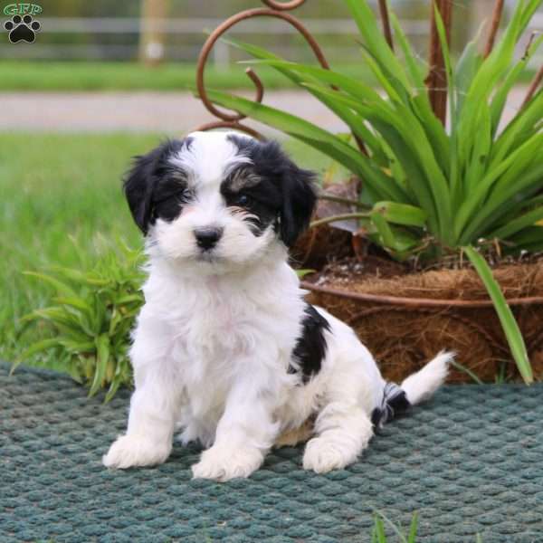 Rayna, Havanese Puppy