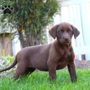 Rayna, Chocolate Labrador Retriever Puppy