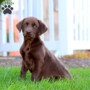 Rayna, Chocolate Labrador Retriever Puppy