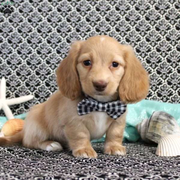 Reagan-Miniature, Dachshund Puppy