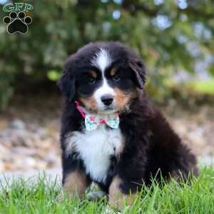 Reba, Bernese Mountain Dog Puppy