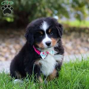 Reba, Bernese Mountain Dog Puppy