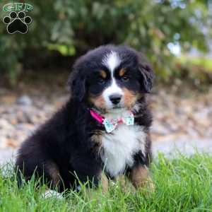 Reba, Bernese Mountain Dog Puppy