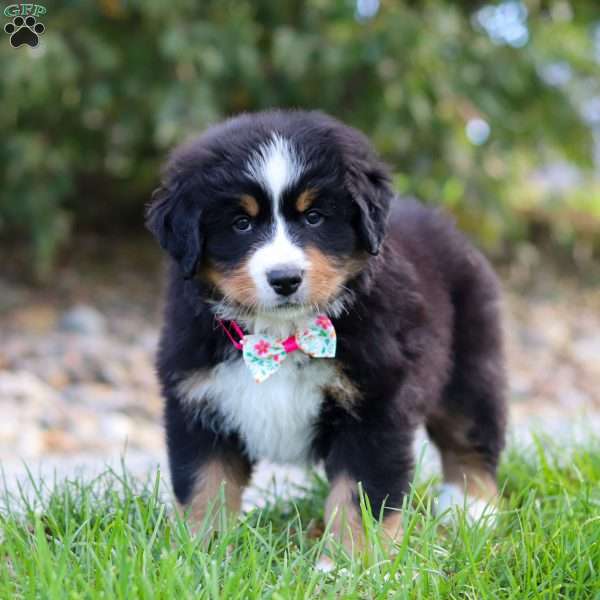 Reba, Bernese Mountain Dog Puppy