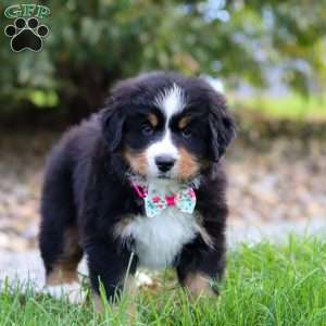 Reba, Bernese Mountain Dog Puppy