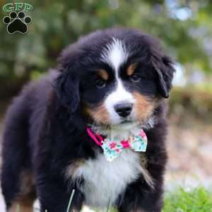 Reba, Bernese Mountain Dog Puppy