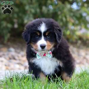 Reba, Bernese Mountain Dog Puppy