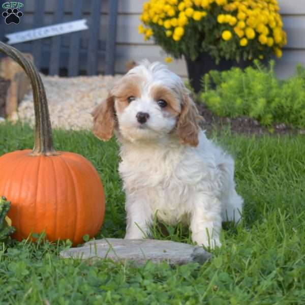 Rebecca, Cavapoo Puppy