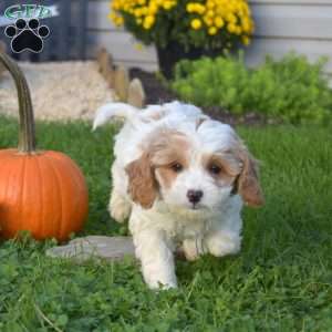 Rebecca, Cavapoo Puppy