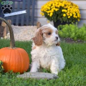 Rebecca, Cavapoo Puppy