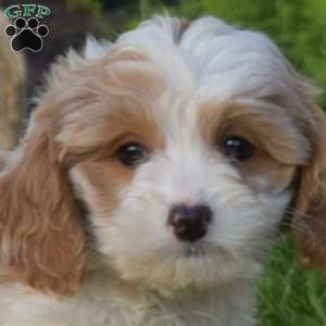 Rebecca, Cavapoo Puppy