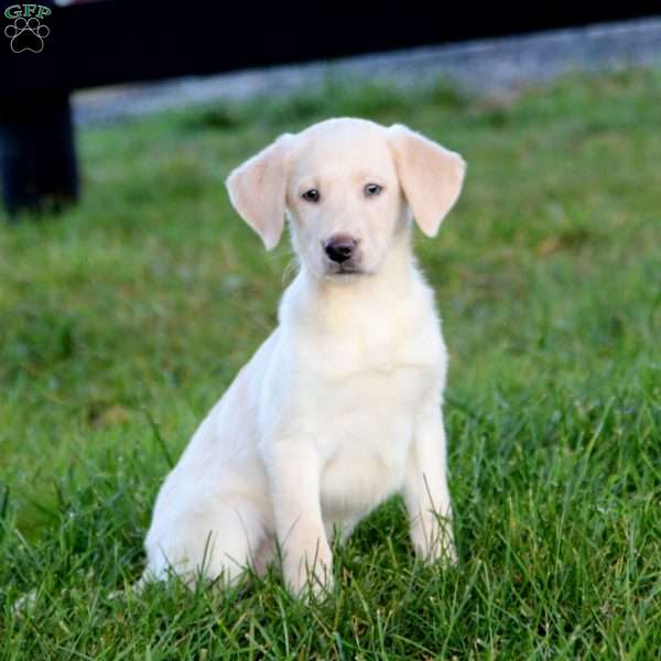 Rebecca, Yellow Labrador Retriever Puppy