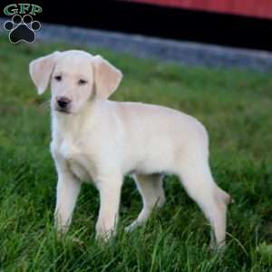 Rebecca, Yellow Labrador Retriever Puppy