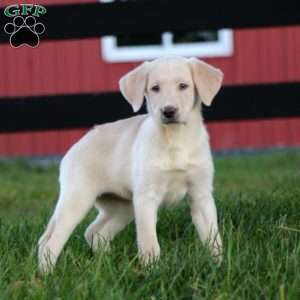 Rebecca, Yellow Labrador Retriever Puppy