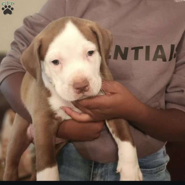 Red, American Bully Puppy